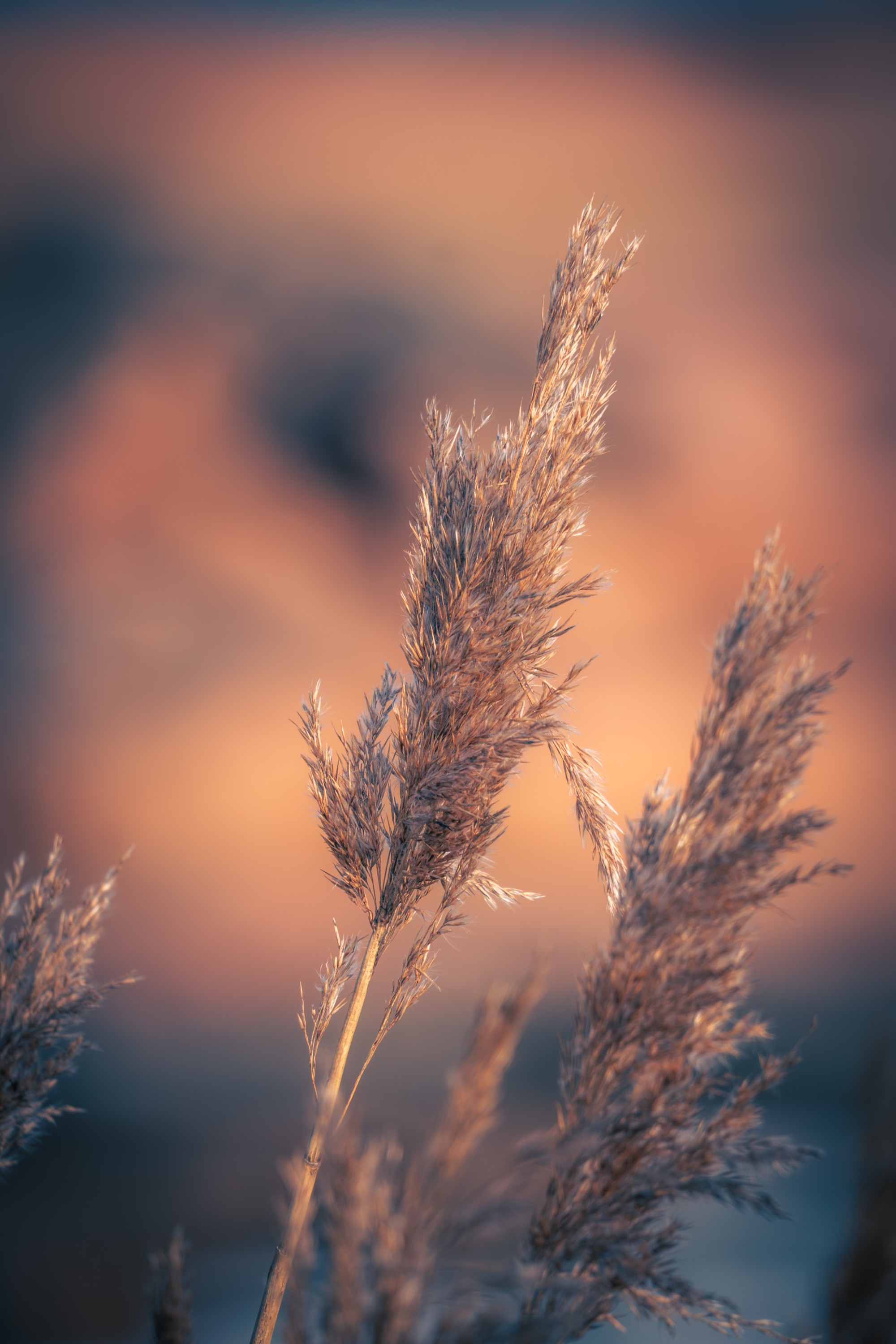 Golden Hour Reeds - Åland, Finland